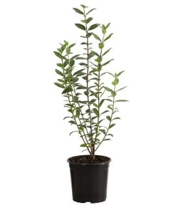 Gardena Store -Gardena Store 7266513 PR FS 003 LigustrumAtrovirens1MeterDehnerExpressHerzig