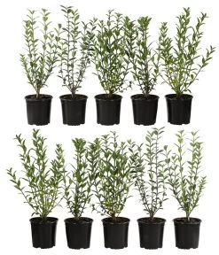 2-3 Meter Liguster, 10 X Ca. 30-35 Cm