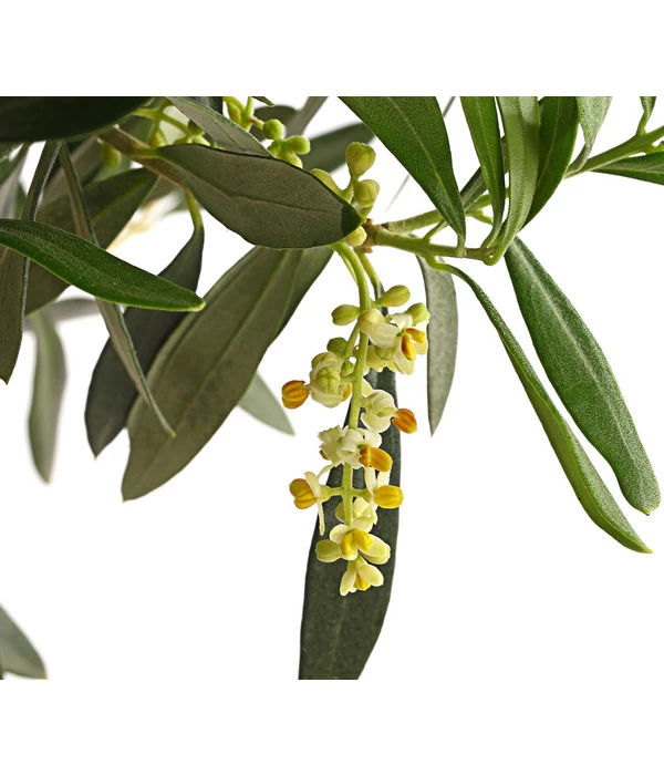 Olive, Ministamm 6 Olive, Ministamm – Bild 6