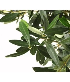Olive, Ministamm 10 Olive, Ministamm -Gardena Store 7297609 WE DE 001 OleaEuropaeaT30DehnerExpressHerzig