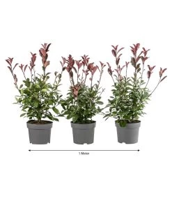 1 Meter Purpur-Glanzmispel 'Red Robin', 3 X Ca. 60 Cm