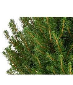 Zuckerhutfichte 'Conica' -Gardena Store 7315047 PR DE 001 PiceaZuckerhutfichteGlauceConica75LDehnerExpressHerzig