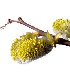 Kätzchen-Weide - Nordische Bäumchen-Weide -Gardena Store 7464571 BildD 001 KaetzchenWeideNordischeBaeumchenWeideSalixArbusculaSt