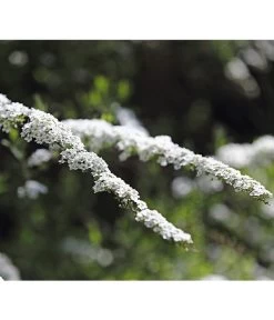 Rispenspiere 'Grefsheim'