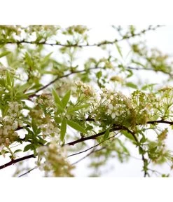 Rispenspiere 'Grefsheim' -Gardena Store 7484132 WE DE 001 SpierstrauchSpireaGrefsheim5LDehnerExpressZS