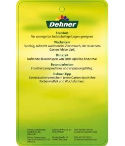 Flieder 'Charles Joly' -Gardena Store 7492671 FliederCharlesJoy Etikett 2