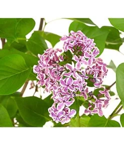 Edelflieder 'Sensation' -Gardena Store 7495070 WE DE 001 SyringaVulgarisSensationDehnerExpressHerzig