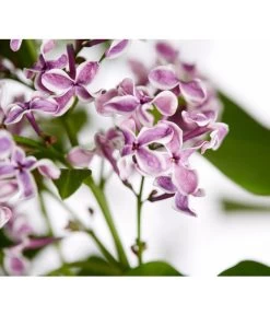 Edelflieder 'Sensation'