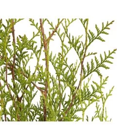 8 Meter Lebensbaum 'Brabant', 20 X Ca. 125-150 Cm -Gardena Store 7511009 WE DE 001 LebensbaumThujaOccidentalisBrabant3L 2