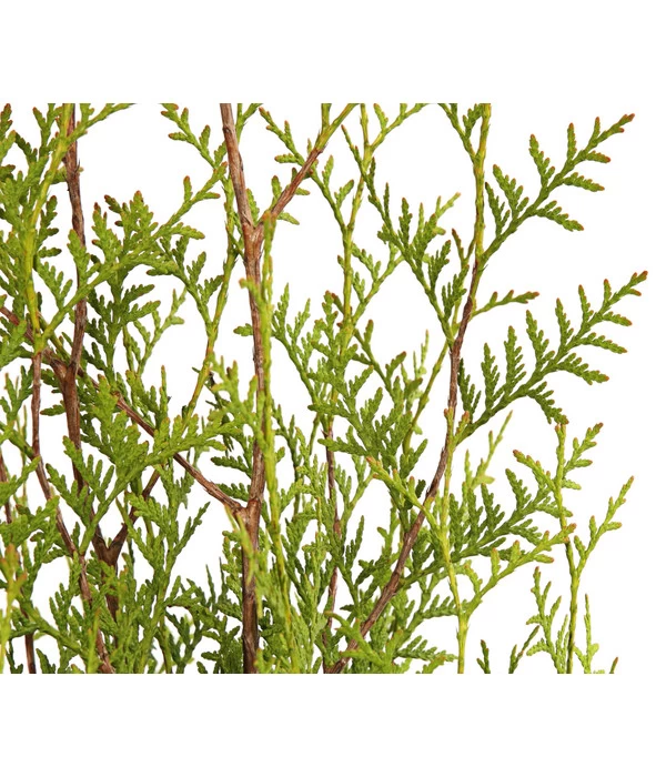 7 Meter Lebensbaum 'Brabant', 20 X Ca. 100-125 Cm 3 7 Meter Lebensbaum 'Brabant', 20 X Ca. 100-125 Cm – Bild 3