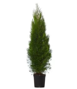 Gardena Store -Gardena Store 7512585 WE FS 002 ThujaOccidentalisSmaragdLebensbaum8Meter