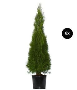 3 Meter Lebensbaum 'Smaragd', 6 X Ca. 150-175 Cm