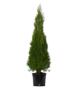 Gardena Store -Gardena Store 7512627 WE FS 002 ThujaOccidentalisSmaragdLebensbaum3Meter