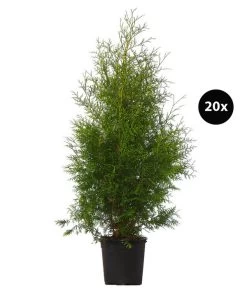 7 Meter Lebensbaum 'Brabant', 20 X Ca. 100-125 Cm