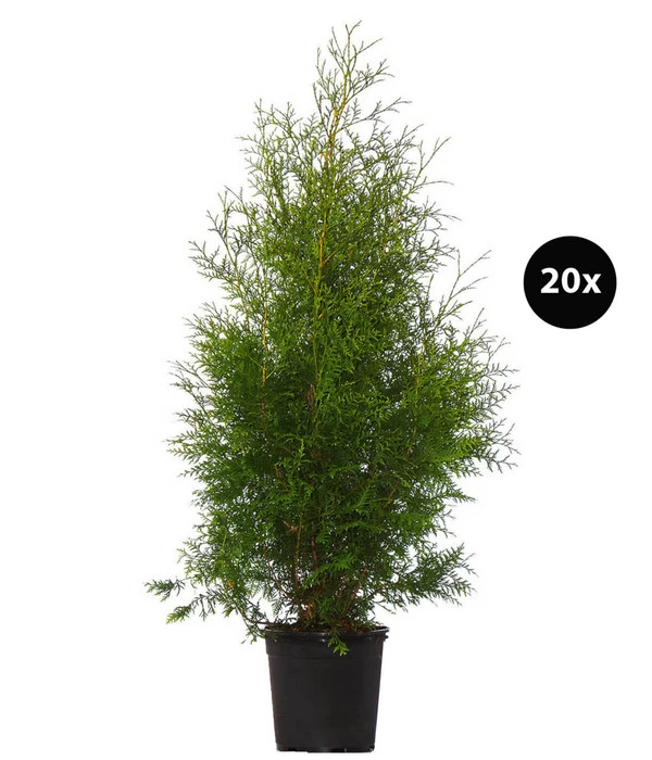 7 Meter Lebensbaum 'Brabant', 20 X Ca. 100-125 Cm 1 7 Meter Lebensbaum 'Brabant', 20 X Ca. 100-125 Cm