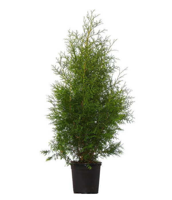 7 Meter Lebensbaum 'Brabant', 20 X Ca. 100-125 Cm 2 7 Meter Lebensbaum 'Brabant', 20 X Ca. 100-125 Cm – Bild 2