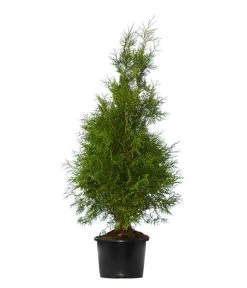 Gardena Store -Gardena Store 7512700 WE FS 002 LebensbaumBrabantThujaOccidentalis3Meter