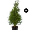 3 Meter Lebensbaum 'Brabant', 6 X Ca. 150-175 Cm