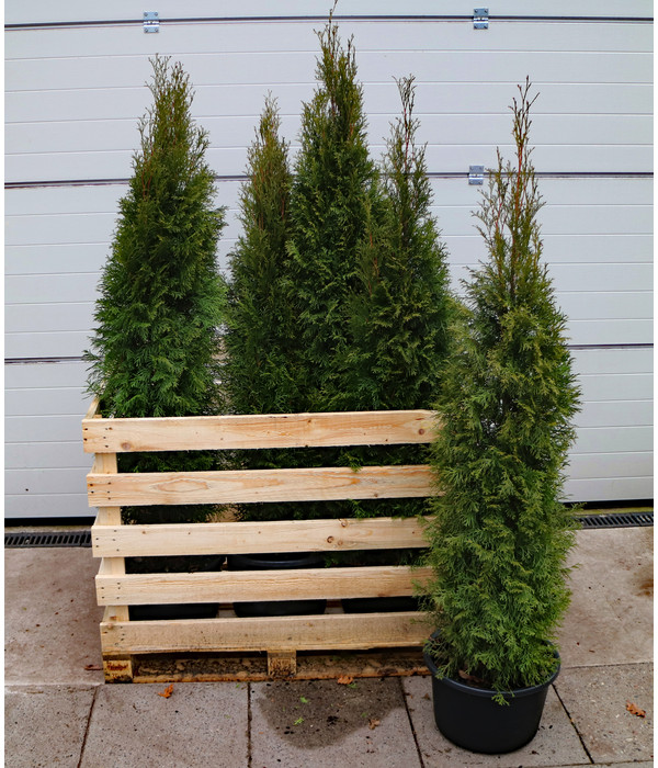 Gardena Store -Gardena Store 7517618 WE FS 002 ThujaSmaragdC23 1