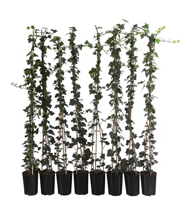 2 Meter Großblättriger Efeu 'Hibernica', 8 X Ca. 150 Cm 1 2 Meter Großblättriger Efeu 'Hibernica', 8 X Ca. 150 Cm