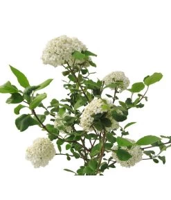 Großblumiger Duft-Schneeball 7 Großblumiger Duft-Schneeball -Gardena Store 7533623 BildFS 001 GrossblumigerDuftSchneeballVibCarlcephalum