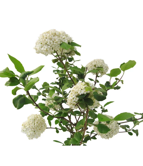 Großblumiger Duft-Schneeball 3 Großblumiger Duft-Schneeball – Bild 3