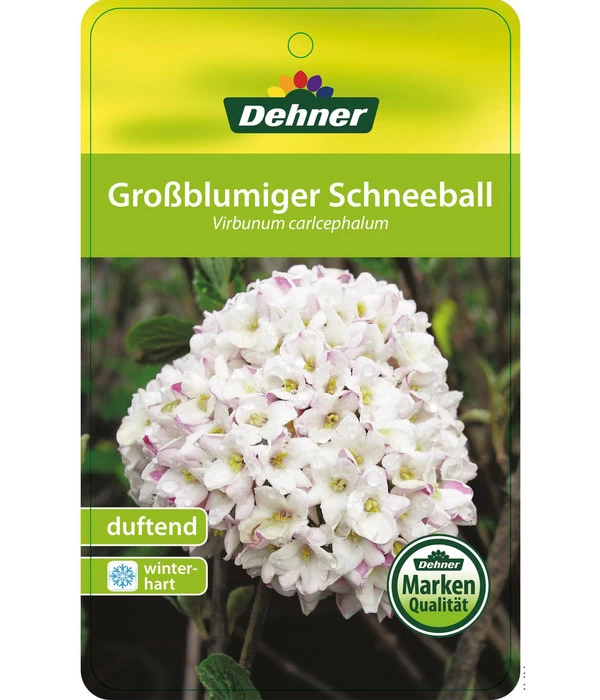 Großblumiger Duft-Schneeball 4 Großblumiger Duft-Schneeball – Bild 4