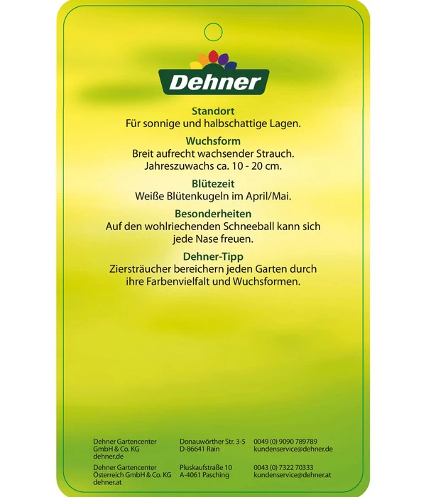 Großblumiger Duft-Schneeball 5 Großblumiger Duft-Schneeball – Bild 5