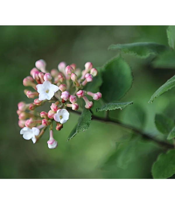 Großblumiger Duft-Schneeball 1 Großblumiger Duft-Schneeball