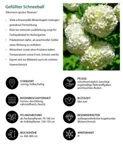 Gefüllter Schneeball 'Roseum' 5 Gefüllter Schneeball 'Roseum' -Gardena Store 7536592 WE IG 001 GefuellterSchneeball