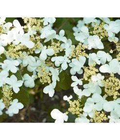 Japanischer Etagen-Schneeball 'Mariesii' -Gardena Store 7537194 BildD 001 JapanischerEtagenSchneeballMariesiiVibPlicatumMariesii