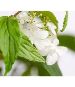 Japanischer Etagen-Schneeball 'Mariesii' -Gardena Store 7537194 WE DE 001 ViburnumPlicatumMariesiiSchneeball4LDehnerExpressZS