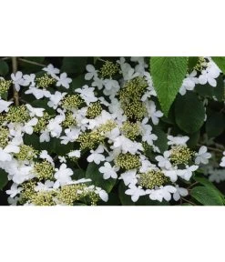 Japanischer Etagen-Schneeball 'Mariesii' -Gardena Store 7537236 PR DE 002 ViburnumPlicatumMariesiiSchneeball