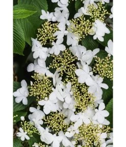 Japanischer Etagen-Schneeball 'Mariesii' -Gardena Store 7537236 PR DE 003 ViburnumPlicatumMariesiiSchneeball