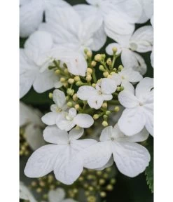 Japanischer Etagen-Schneeball 'Mariesii' -Gardena Store 7537236 PR DE 007 ViburnumPlicatumMariesiiSchneeball