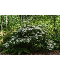 Japanischer Etagen-Schneeball 'Mariesii' -Gardena Store 7537236 PR MO 001 ViburnumPlicatumMariesiiSchneeball