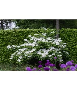 Japanischer Etagen-Schneeball 'Mariesii' -Gardena Store 7537236 PR MO 005 ViburnumPlicatumMariesiiSchneeball