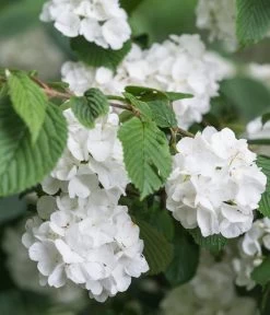 Japanischer Schneeball 'Grandiflorum'