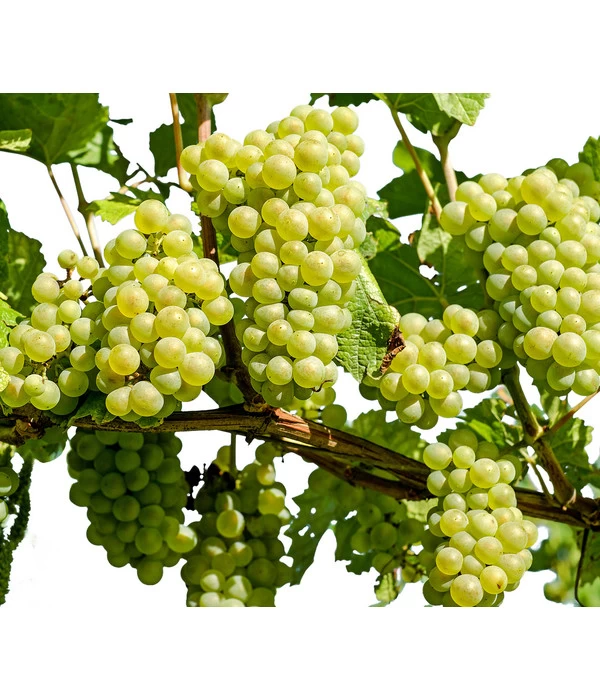 Dehner Gourmet Garten Tafeltraube 'Palatina' 1 Dehner Gourmet Garten Tafeltraube 'Palatina'