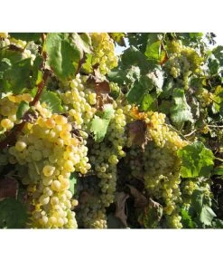 Dehner Gourmet Garten Tafeltraube 'Palatina' 5 Dehner Gourmet Garten Tafeltraube 'Palatina' -Gardena Store 7540099 WE MO 001 GGWeinPalatinaPixabay