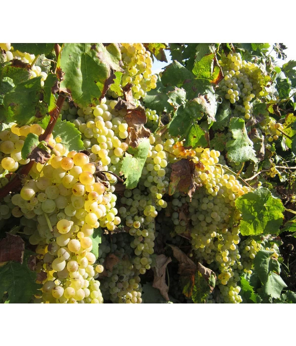 Dehner Gourmet Garten Tafeltraube 'Palatina' 3 Dehner Gourmet Garten Tafeltraube 'Palatina' – Bild 3