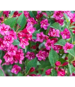 Weigelie 'Bristol Ruby'