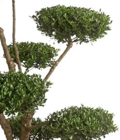 XXL Japanische Stechpalme, Ca. 150-175 Cm -Gardena Store 7548167 WE DE 002 JapanischeStechpalmeXXL