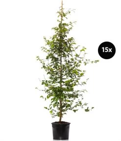 7,5 Meter Rotbuche, 15 X Ca. 175-200 Cm