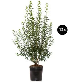 6 Meter Wintergrüner Liguster 'Atrovirens', 12 X Ca. 150-175 Cm