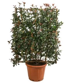 Purpur-Glanzmispel 'Robusta Compacta', Ca. 150-160 Cm