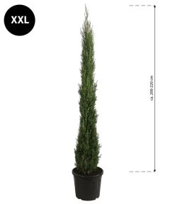 XXL Säulen-Zypresse, Ca. 200-220 Cm 6 XXL Säulen-Zypresse, Ca. 200-220 Cm -Gardena Store 7550734 WE BG 001 SaulenzypresseXXL