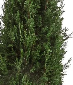 XXL Säulen-Zypresse, Ca. 200-220 Cm 7 XXL Säulen-Zypresse, Ca. 200-220 Cm -Gardena Store 7550734 WE DE 001 SaeulenZypresseXXL