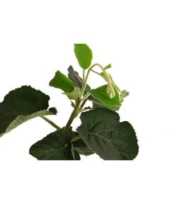 Kiwi 'Solo' -Gardena Store 7600448 WE DE 001 KiwiSolo