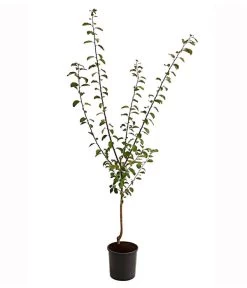 Dehner Aprikosenmirabelle 'Aprimira' -Gardena Store 7600851 PR FS 001 AprikosenmirabelleAprimiraBusch95LiterDehnerExpressHerzig